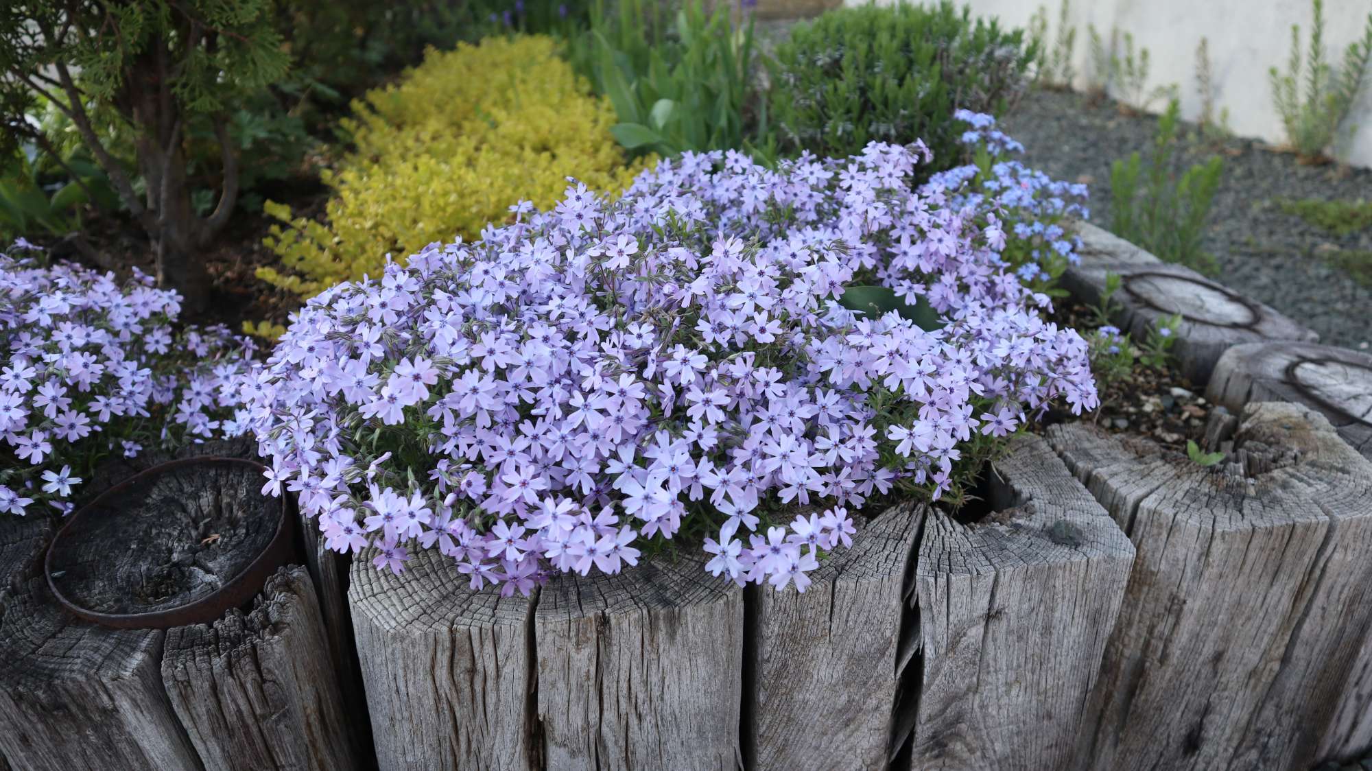 お店の花壇 - - -