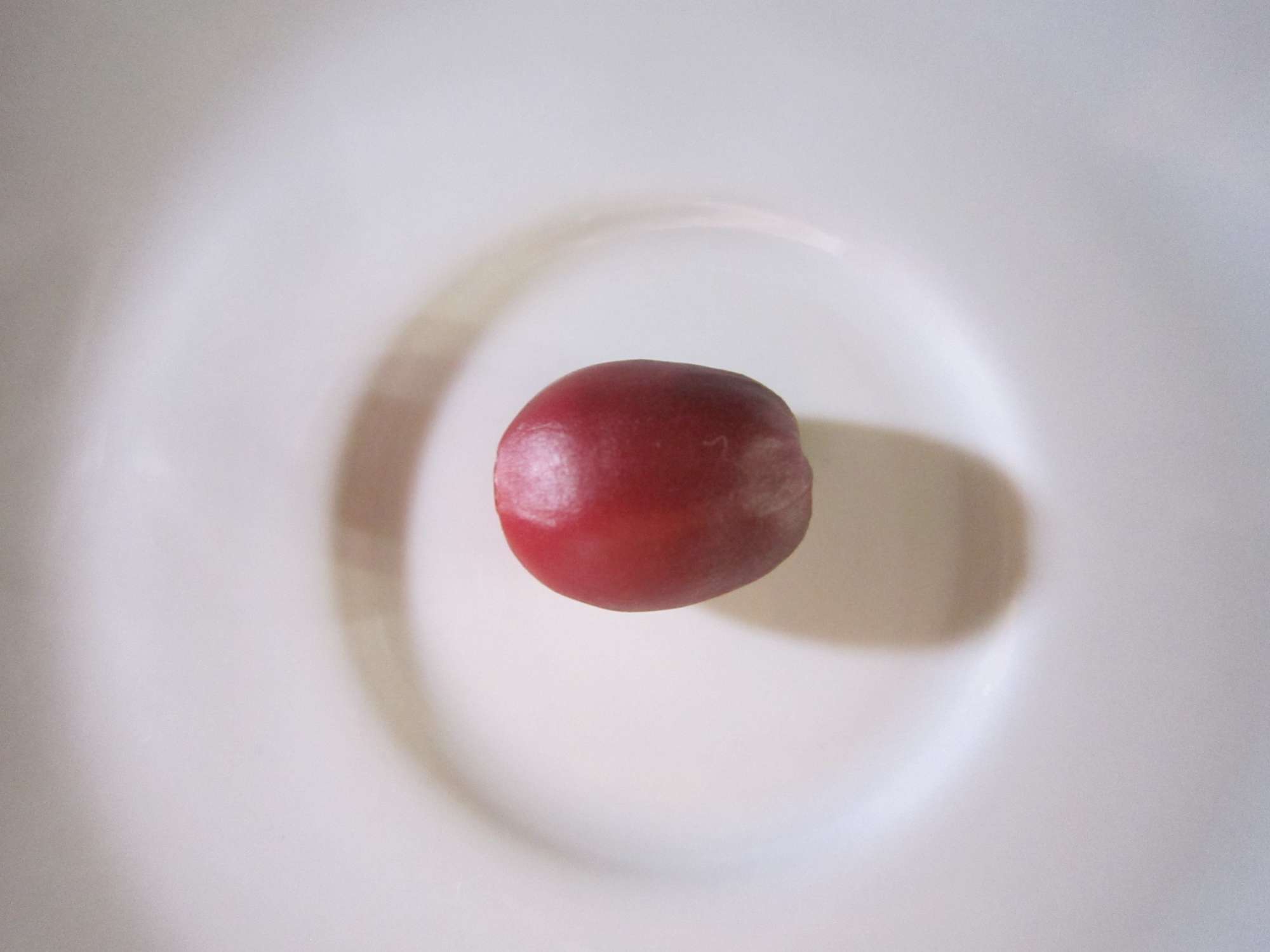 コーヒーチェリー -  -  - 