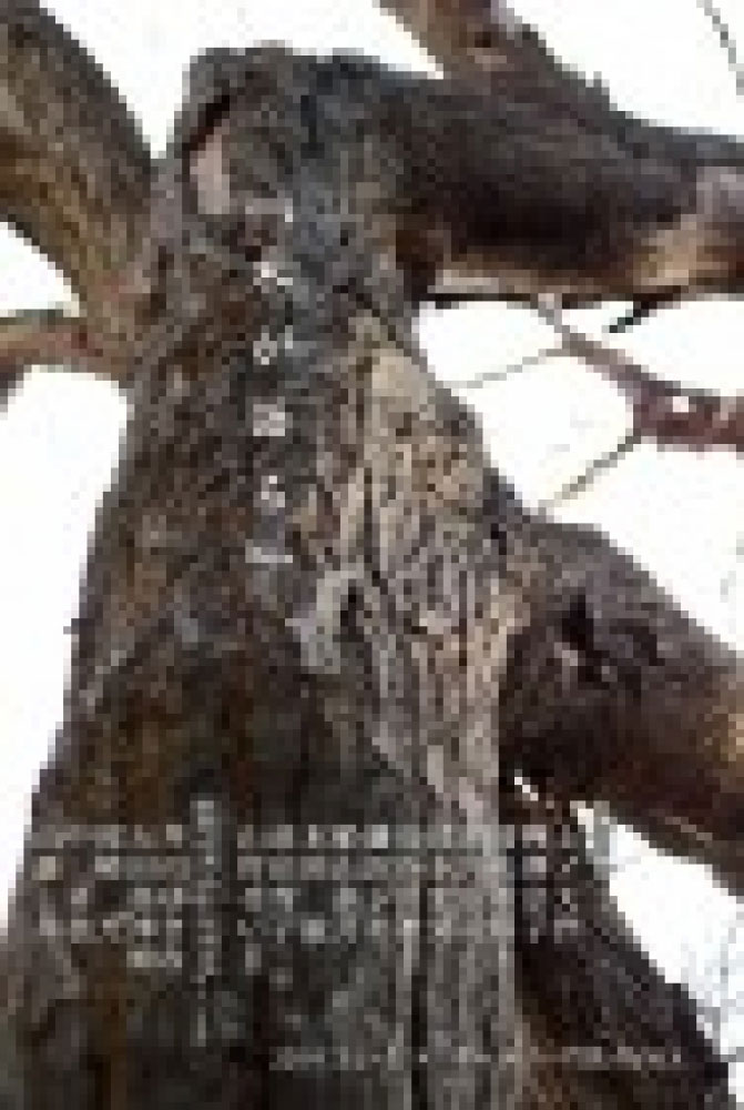 "『木が語る』展"（2014年5月5日−5月14日）