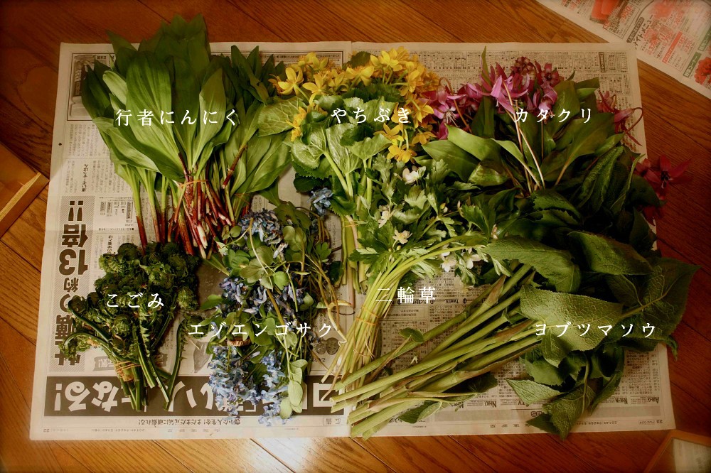  - 行者にんにく、やちぶき、カタクリ、こごみ、エゾエンゴサク、二輪草、ヨブスマソウ -  - 