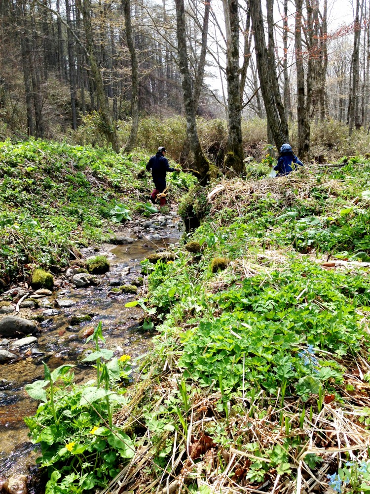  - 土のにおい、緑、小川のせせらぎを聞きながら。これだけでもデトックスになります。 -  - 