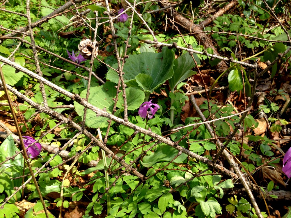  - ホロシリ牛乳のイラスト広告にも使われている、カタクリの花（＾＿＾） -  - 