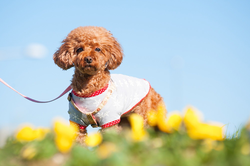  - ワンちゃんもカメラ目線でバッチリキマっています！&nbsp;まさに「ワンショット」！
