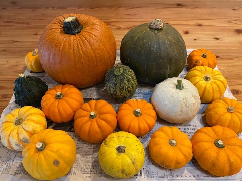 飾りカボチャ - ご提供&nbsp;ＮＰＯ法人&nbsp;キッズドリームパートナーズ -  - 