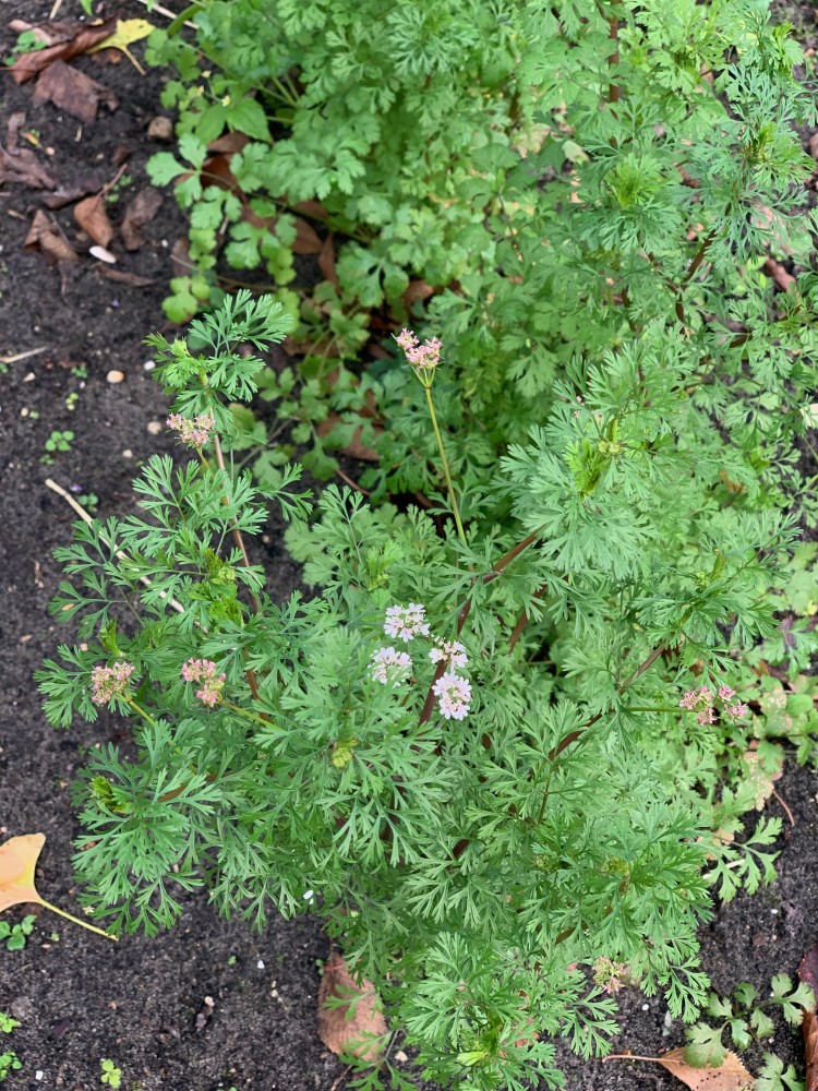 畑日記 vol.4: 丁寧が全てをかねるわけじゃない