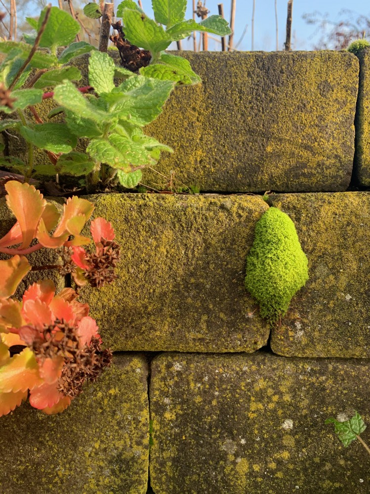 畑日記 vol.4: 丁寧が全てをかねるわけじゃない