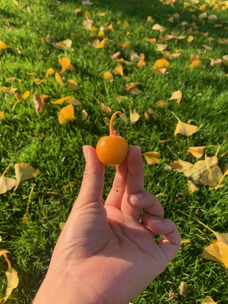 畑日記 vol.5: 彼が彼女になった？！