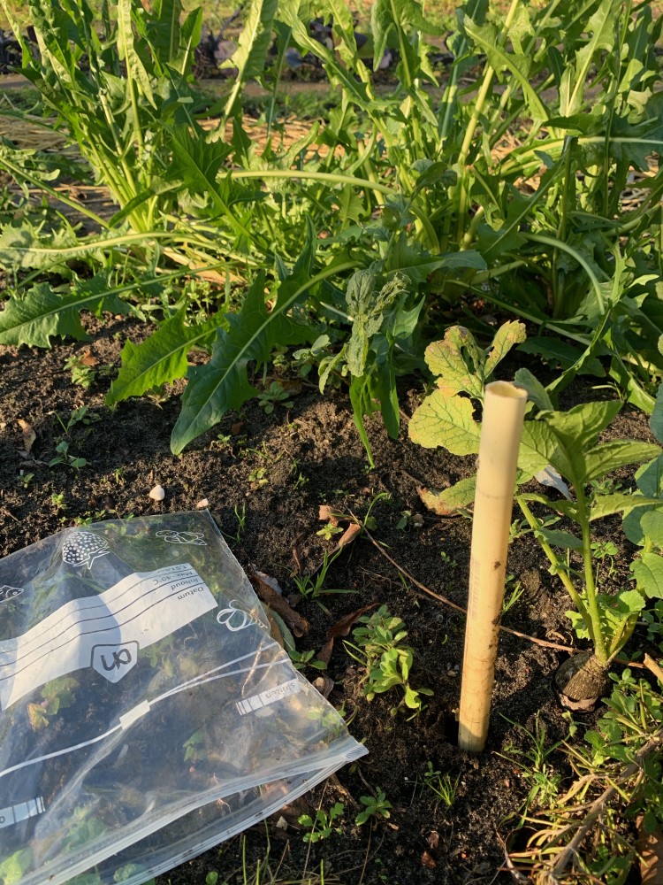 畑日記 vol.5: 彼が彼女になった？！