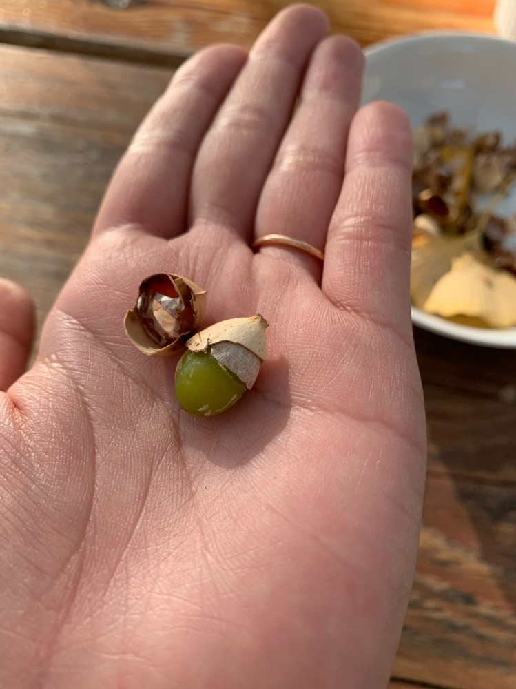 畑日記 vol.6: さて、お味はいかが？/ Taste of Ginkgo seeds