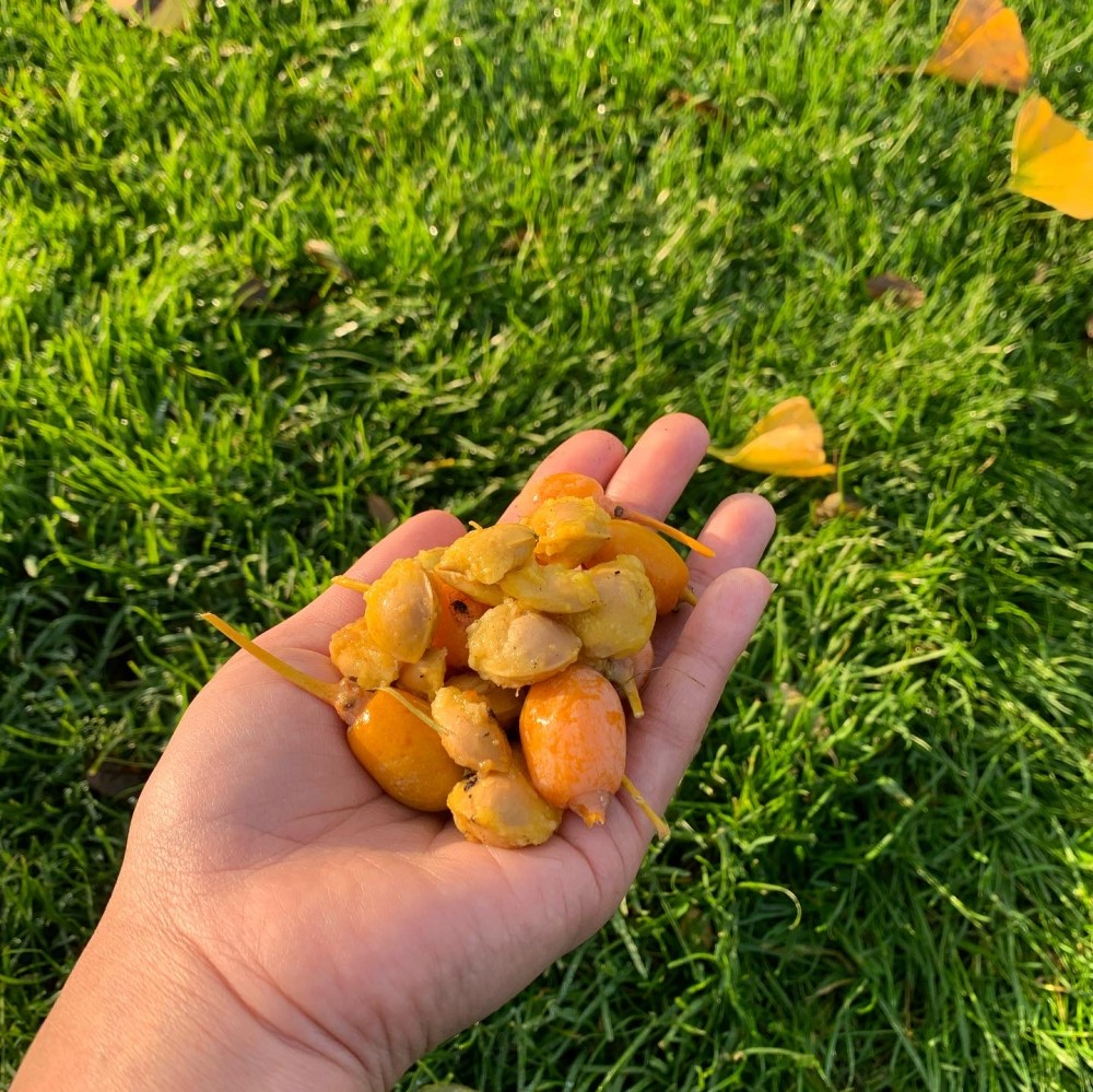 畑日記 vol.6: さて、お味はいかが？/ Taste of Ginkgo seeds