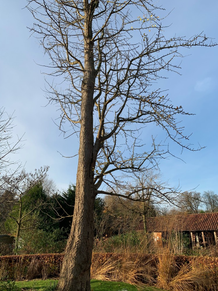 畑日記 vol.6: さて、お味はいかが？/ Taste of Ginkgo seeds