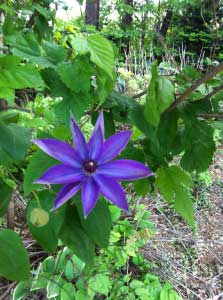 庭のクレマチス。   