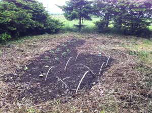 先週裏の原っぱを掘って種をまいたところ。   