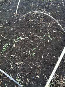 水菜と、ホウレンソウの芽がでました！   