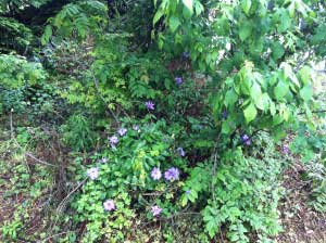 元々、いろいろな植物があるのだけれど、名前がわからず．これから勉強。   